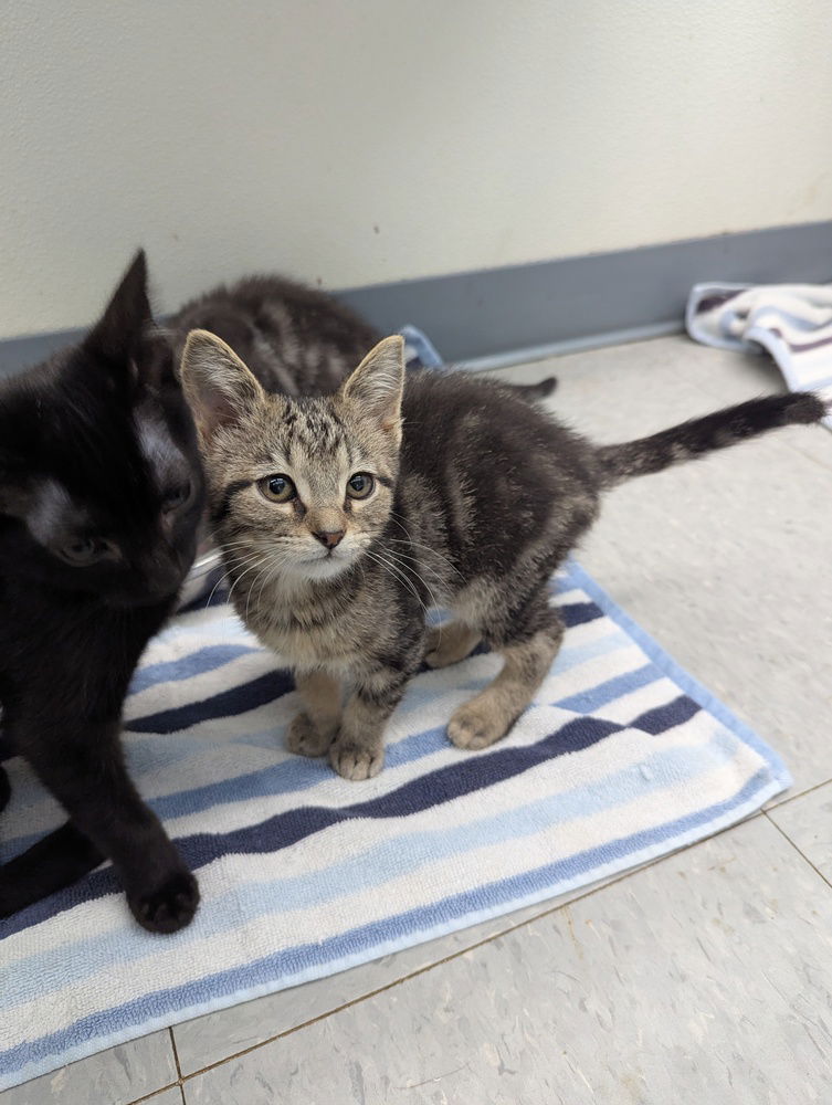adoptable Cat in Evansville, IN named Sven