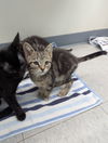 adoptable Cat in evansville, IN named Sven