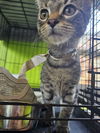 adoptable Cat in Evansville, IN named Nala