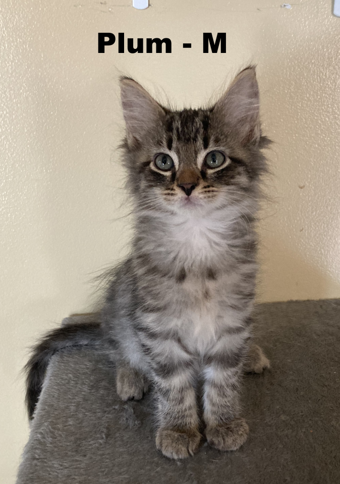 adoptable Cat in Evansville, IN named Plum