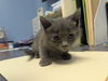 adoptable Cat in evansville, IN named Smokey