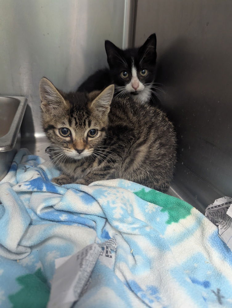adoptable Cat in Evansville, IN named Yesil