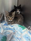 adoptable Cat in evansville, IN named Yesil