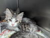 adoptable Cat in evansville, IN named Volly