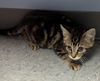 adoptable Cat in evansville, IN named Eleanor