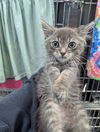 adoptable Cat in evansville, IN named Prince Phillip