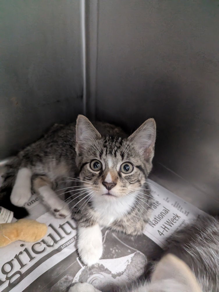 adoptable Cat in Evansville, IN named Danny