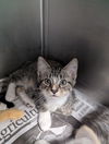 adoptable Cat in evansville, IN named Danny