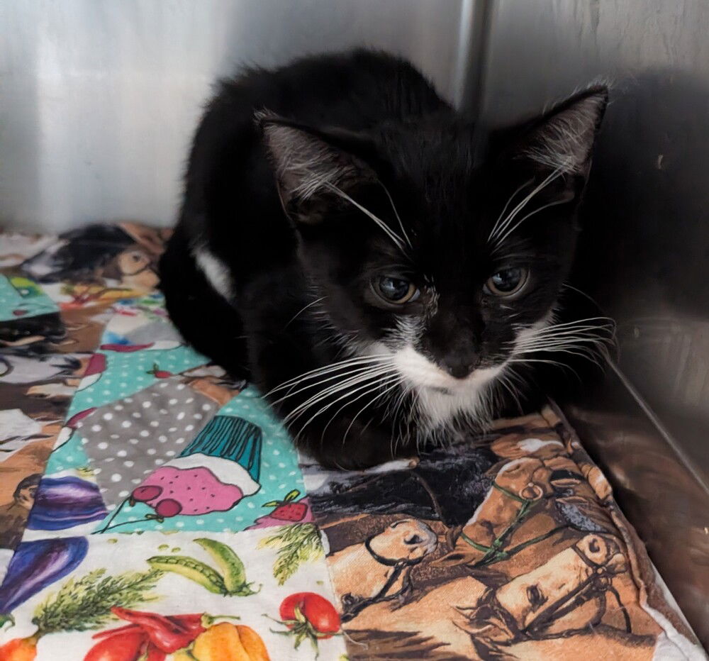 adoptable Cat in Evansville, IN named Oreo