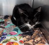 adoptable Cat in evansville, IN named Oreo