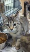 adoptable Cat in evansville, IN named Picanto