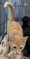 adoptable Cat in evansville, IN named Sorento