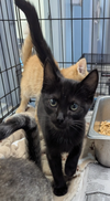 adoptable Cat in Evansville, IN named Forte