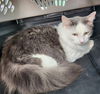 adoptable Cat in evansville, IN named Einstein