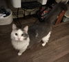 adoptable Cat in , IN named Einstein