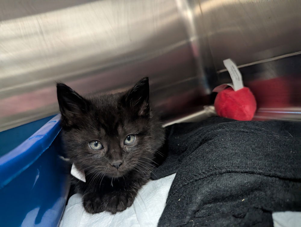 adoptable Cat in Evansville, IN named Danny Zuko