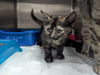 adoptable Cat in evansville, IN named Sandy Olsson