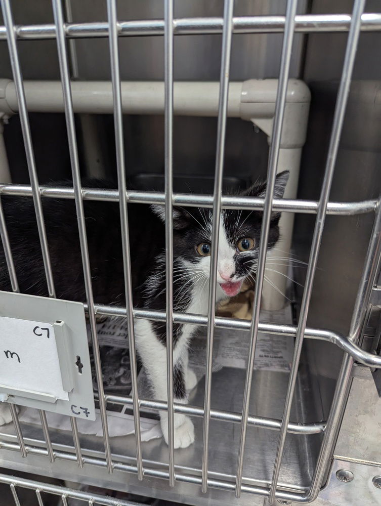 adoptable Cat in Evansville, IN named Dexter