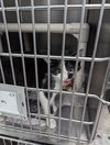 adoptable Cat in evansville, IN named Dexter