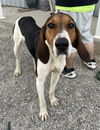 adoptable Dog in  named Kiva  (KÄ«-vuh)
