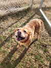 adoptable Dog in , IN named Little Bit