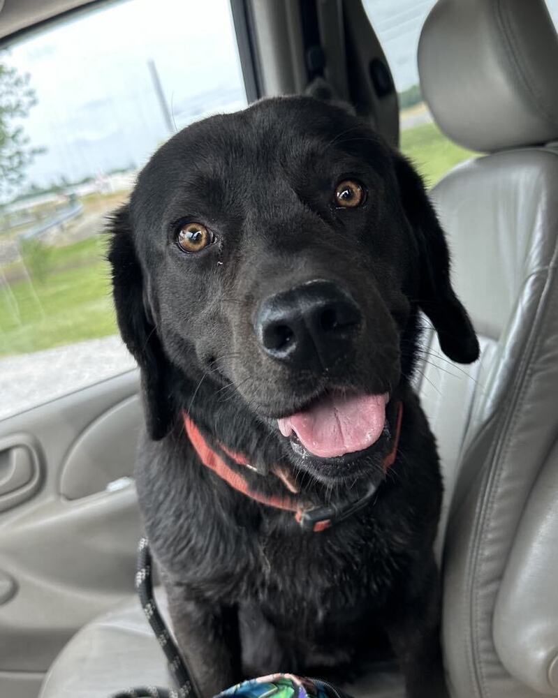 adoptable Dog in Evansville, IN named Ruckus