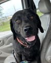 adoptable Dog in evansville, IN named Ruckus