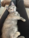 adoptable Cat in , IN named Martha