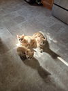 adoptable Cat in , IN named Lipton