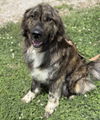 adoptable Dog in evansville, IN named Zayn
