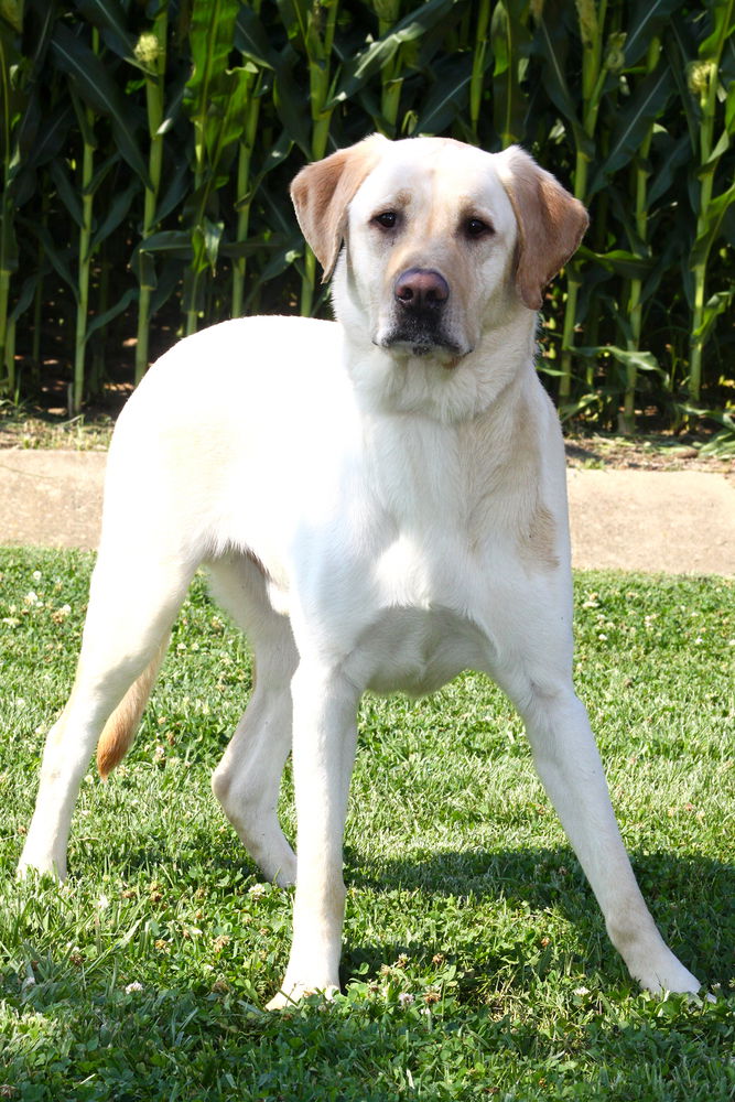 adoptable Dog in Evansville, IN named Parker