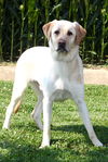 adoptable Dog in  named Parker