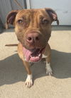 adoptable Dog in evansville, IN named Daisy Rae