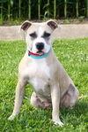 adoptable Dog in evansville, IN named Doris