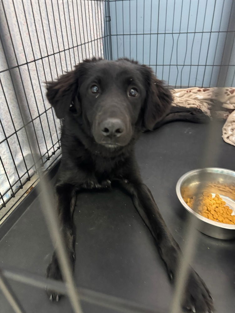 adoptable Dog in Evansville, IN named Lyla Mae