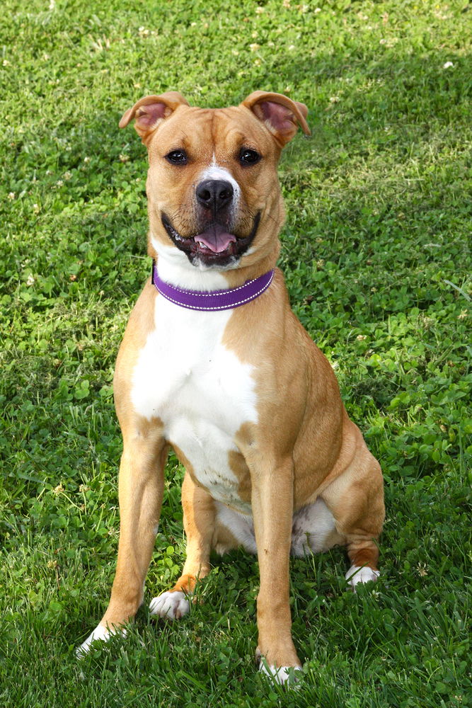 adoptable Dog in Evansville, IN named Marsha