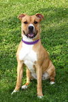 adoptable Dog in  named Marsha