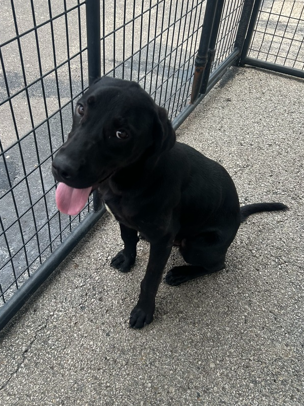 adoptable Dog in Evansville, IN named Reggie