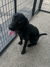 adoptable Dog in evansville, IN named Reggie