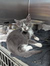 adoptable Cat in evansville, IN named Blaze
