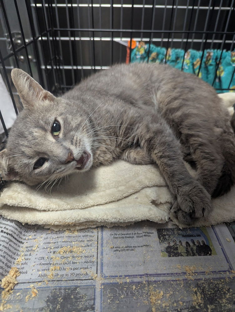 adoptable Cat in Evansville, IN named Pickles