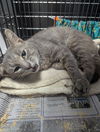 adoptable Cat in evansville, IN named Pickles
