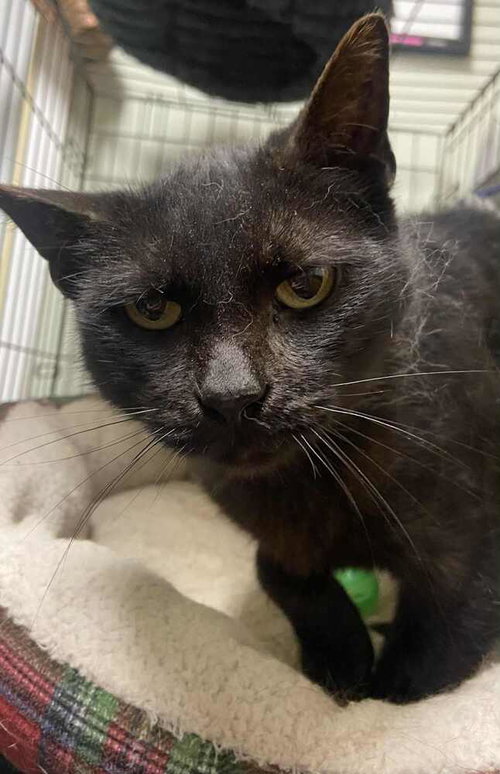 MARJORY - Domestic Medium Hair available for adoption