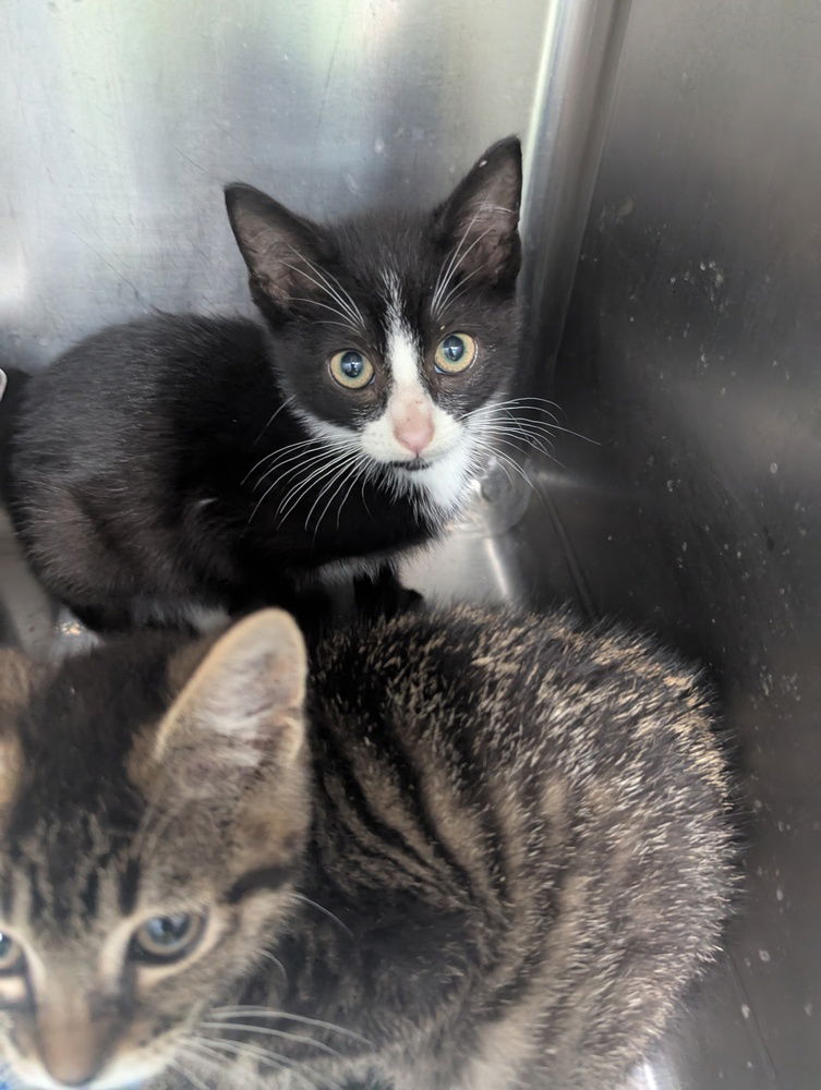 adoptable Cat in Evansville, IN named Green