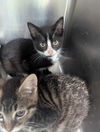 adoptable Cat in , IN named Green