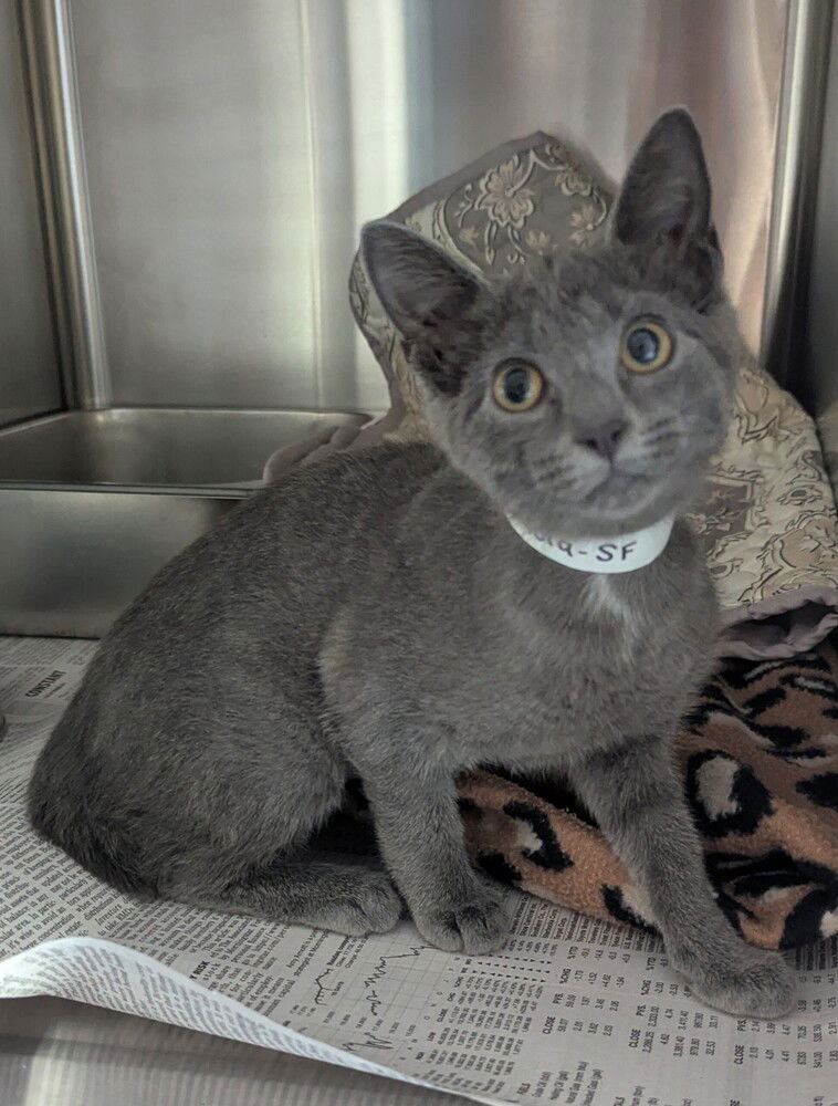 adoptable Cat in Evansville, IN named Isadora