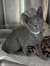 adoptable Cat in , IN named Isadora