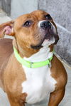 adoptable Dog in  named Rouge