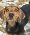 adoptable Dog in  named Sasha