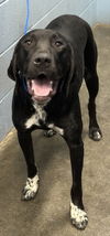 adoptable Dog in Evansville, IN named Jay Bird